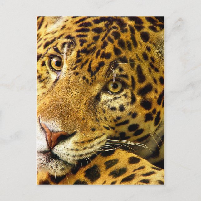 Carte Postale Gros Chats - 3 (Devant)