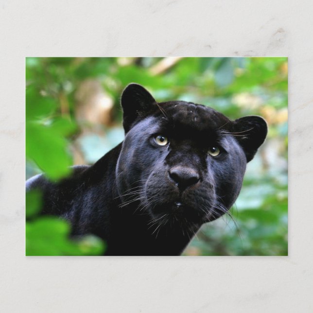 Carte Postale Gros Chats - 4 (Devant)