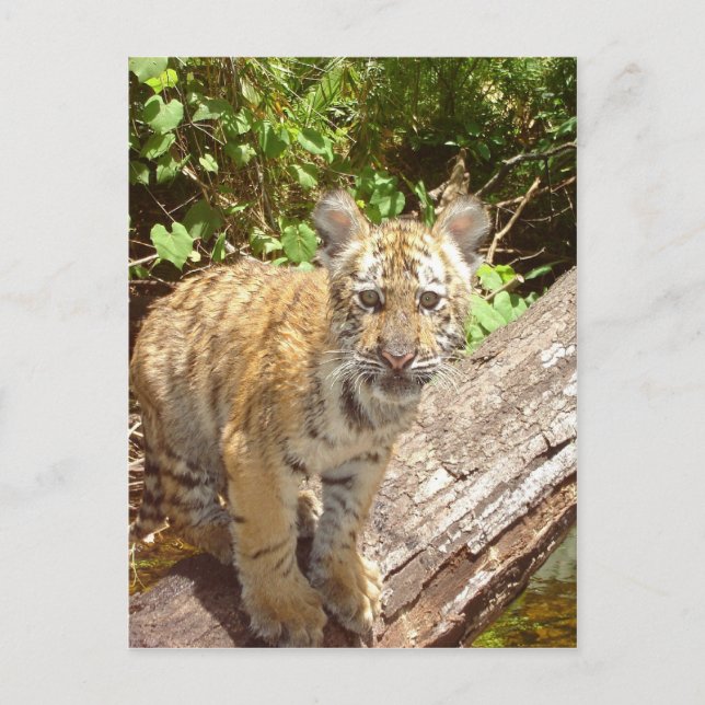 Carte Postale Gros Chats - 5 (Devant)