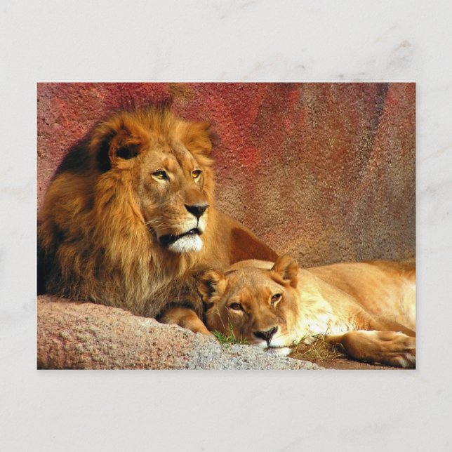 Carte Postale Gros Chats - 6 (Devant)