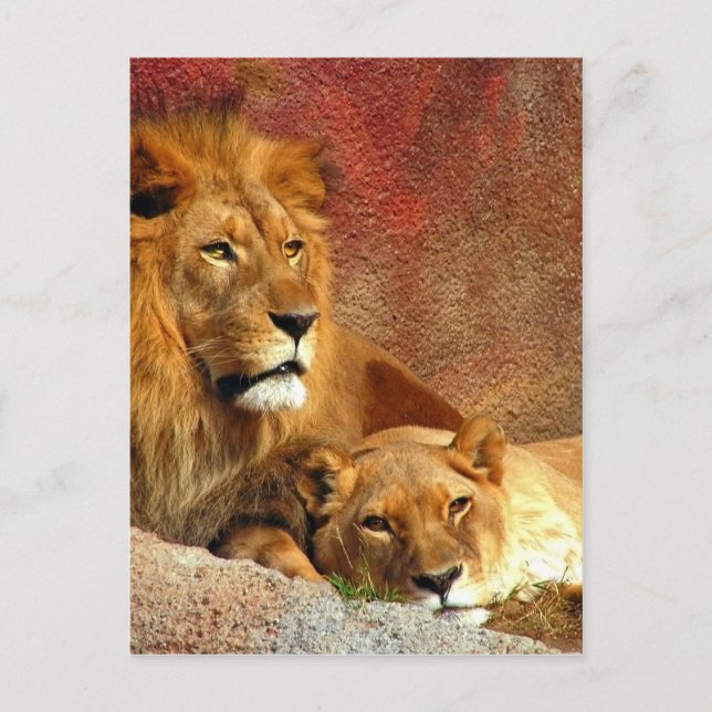 Carte Postale Gros Chats - 6 (Devant)