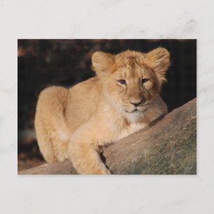 Carte Postale Gros Chats - 8