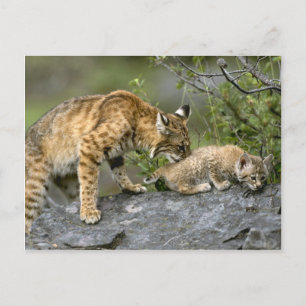 Carte Postale Gros Chats - 9