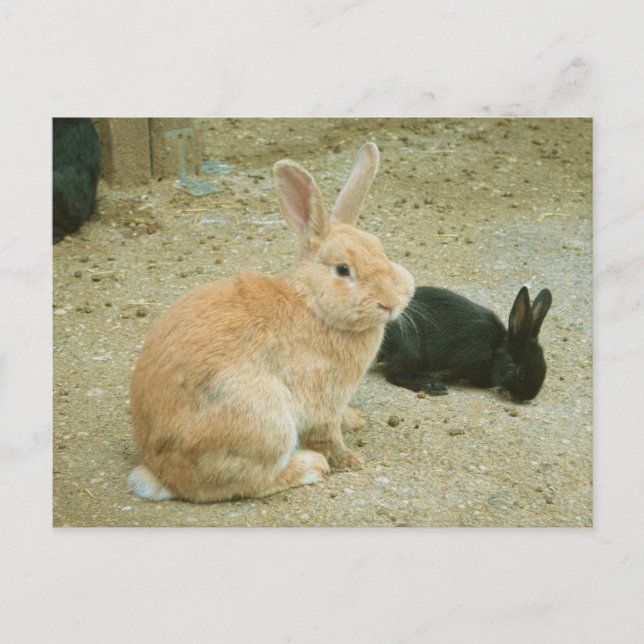 Carte Postale Gros Lapin Rouge (Devant)