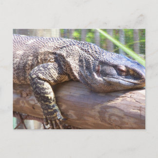 Carte Postale gros lézard en gros plan