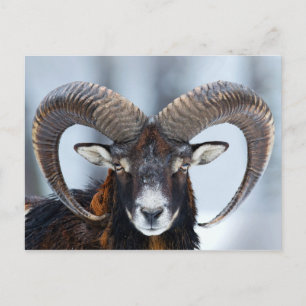 Carte Postale Gros mouton de bélier à corne - Mouflon