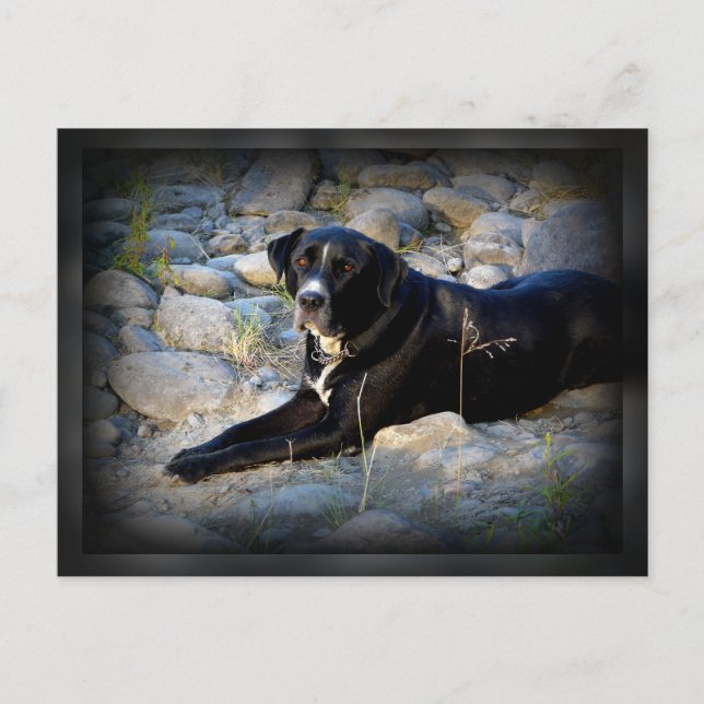 Carte Postale Gros noir Pitbull Lab Cross (Devant)