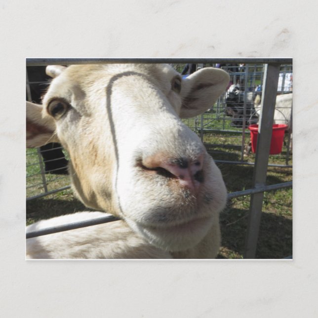 Carte Postale Gros plan (Devant)