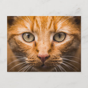 Carte postale Gros plan