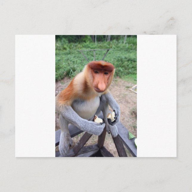 Carte Postale Gros plan avec le singe proboscis mâle (Devant)