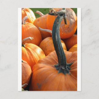 Carte Postale Gros plan citrouille