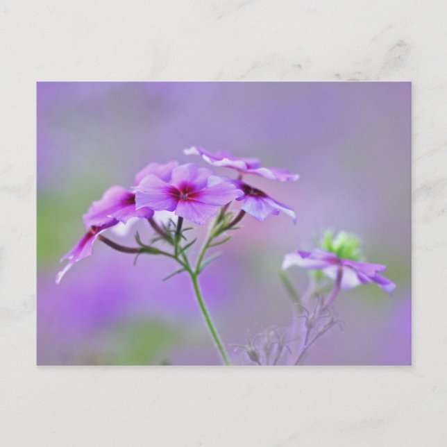 Carte Postale Gros plan de Drummond Phlox, Phlox drummondi, (Devant)