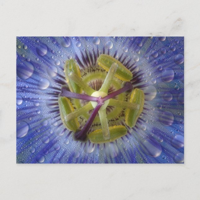 Carte Postale Gros plan de fleur de la passion couverte de rosée (Devant)