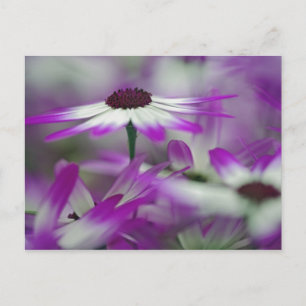 Carte Postale Gros plan de fleur violette, jardin Keukenhof,