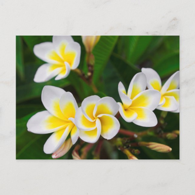 Carte Postale Gros plan de fleurs de la Plumeria, Hawaii (Devant)