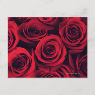 Carte Postale Gros plan de fleurs de rose rouge.