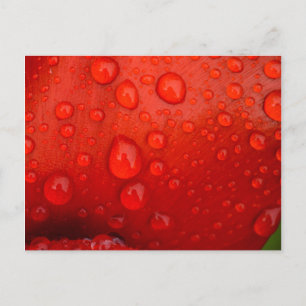 Carte Postale Gros plan de gouttes de pluie sur un pétale de tul