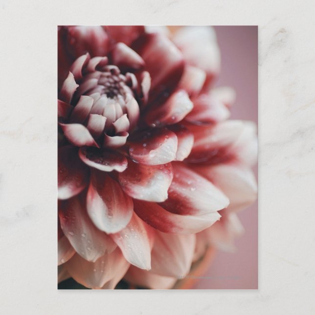 Carte Postale Gros plan de gouttes d'eau sur une fleur (Devant)