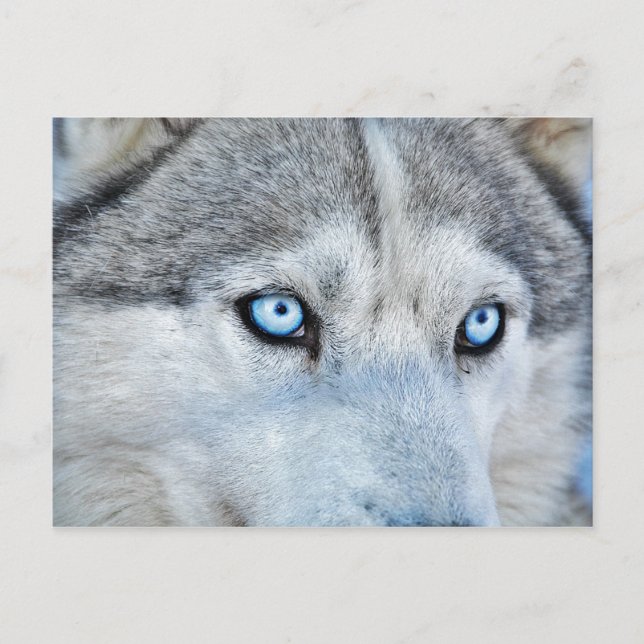 Carte Postale Gros plan de Husky Sibérien aux yeux bleus (Devant)