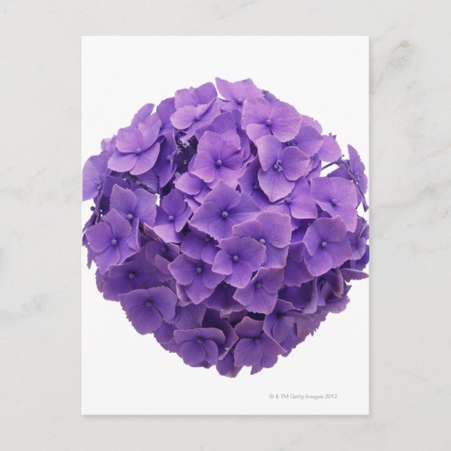 Carte Postale Gros plan de la balle d'Hydrangea (Devant)