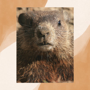 Carte Postale Gros plan De La Faune