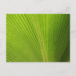 Carte Postale Gros plan de la feuille de palme