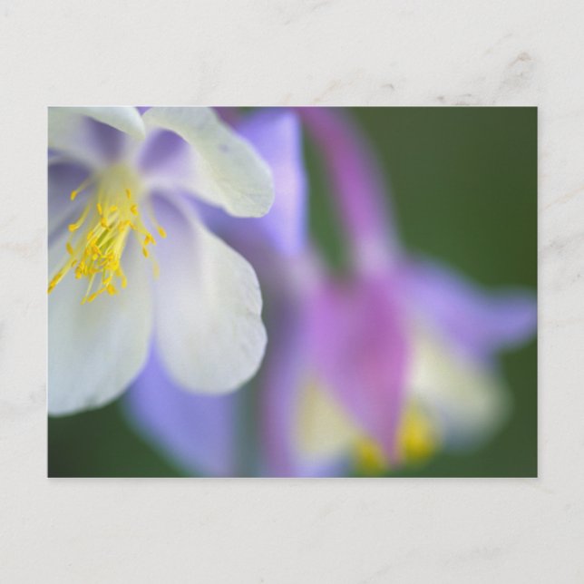 Carte Postale Gros plan de la fleur d'Aquilegia des Rocheuses. (Devant)