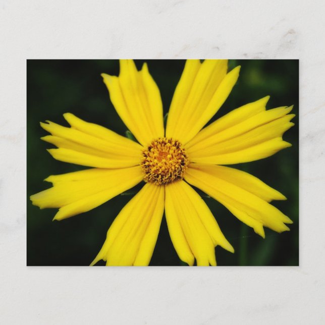 Carte Postale Gros plan de la fleur de Cosmos jaune (Devant)