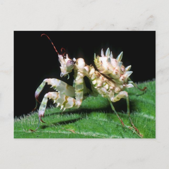 Carte Postale Gros plan de la mante Hottentot (Devant)