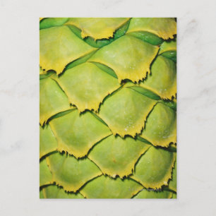 Carte Postale Gros plan de la texture et motif de l'arbre tropic