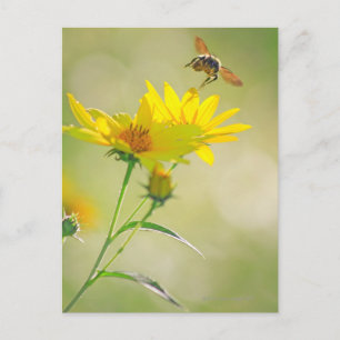 Carte Postale Gros plan de l'abeille de miel volant vers le jaun