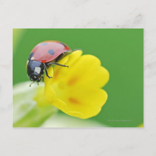 Carte Postale Gros plan de Ladybug