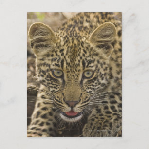 Carte Postale Gros plan de Leopard, Grand Kruger National 2
