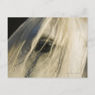Carte Postale Gros plan de l'oeil du cheval