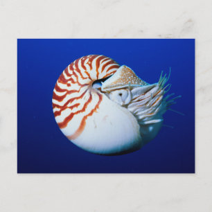 Carte Postale Gros plan de nautile à chambre
