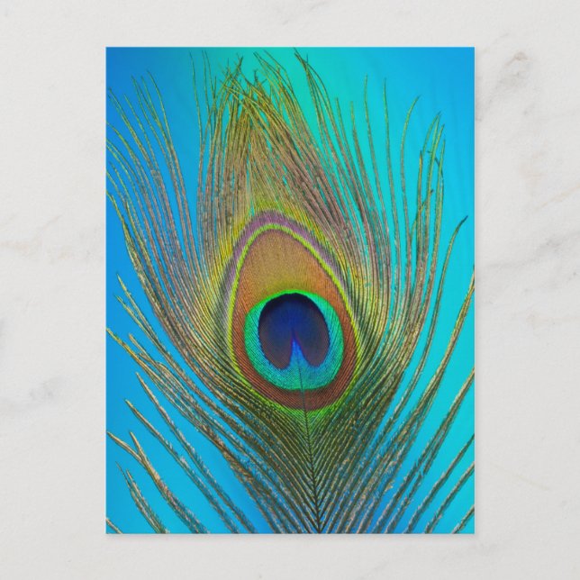 Carte Postale Gros plan de plume de paon (Devant)