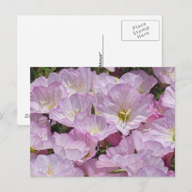 Carte postale - Gros plan de Primevère (Devant / Derrière)
