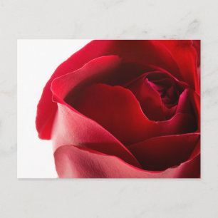 Carte Postale Gros plan de Red Rose