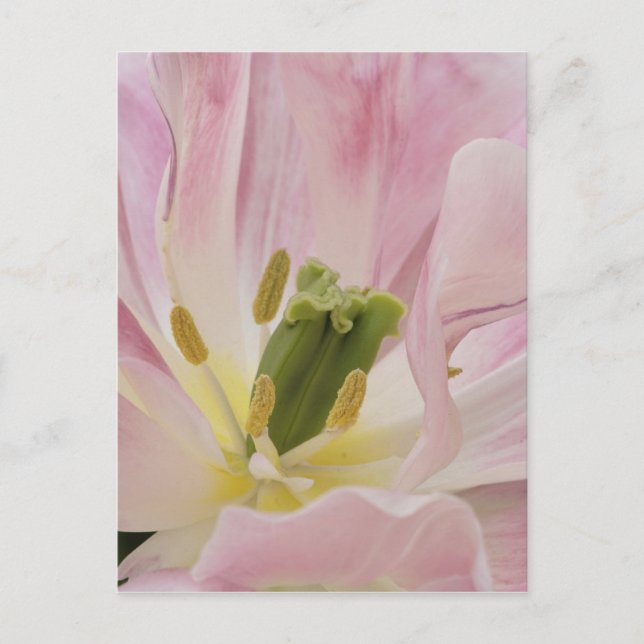 Carte Postale Gros plan de Tulip, Keukenhof Gardens, Lisse, (Devant)