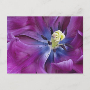 Carte Postale Gros plan de tulipe, Jardins de Keukenhof, Lisse,