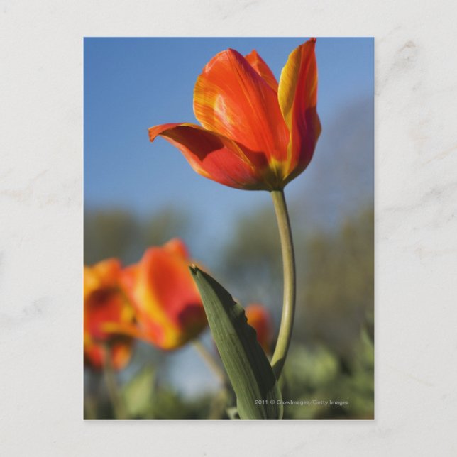 Carte Postale Gros plan des fleurs de tulipes (Devant)