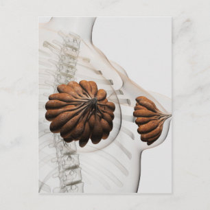 Carte Postale Gros Plan Des Marais Mammaires Féminins