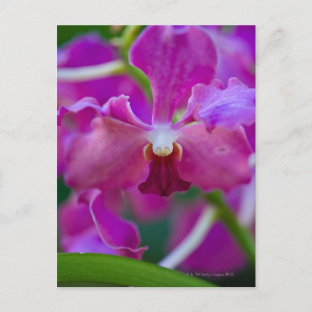 Carte Postale Gros plan des orchidées roses (Devant)
