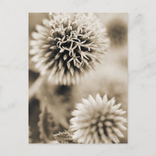 Carte Postale Gros plan des plantes pointus