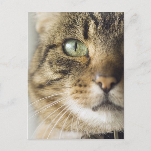 Carte Postale Gros plan du chat (attention portée aux yeux) (Devant)