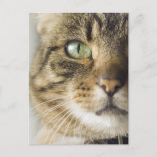 Carte Postale Gros plan du chat (attention portée aux yeux)