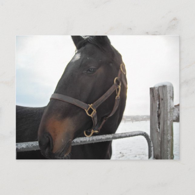 Carte Postale Gros plan du cheval (Devant)
