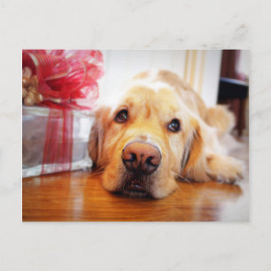 Carte Postale Gros plan du chien avide Golden Retriever