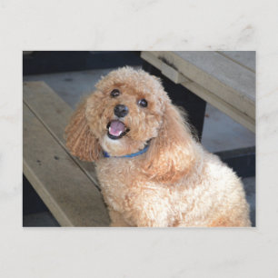 Carte Postale Gros plan du mignon chien Cockapo souriant à l'app