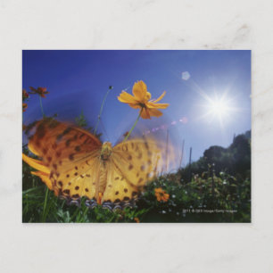 Carte Postale Gros plan du papillon, ailes battant